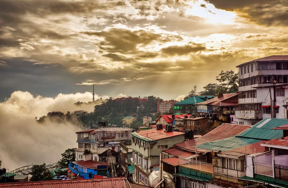 Ripe apples on trees at Kotgarh orchard