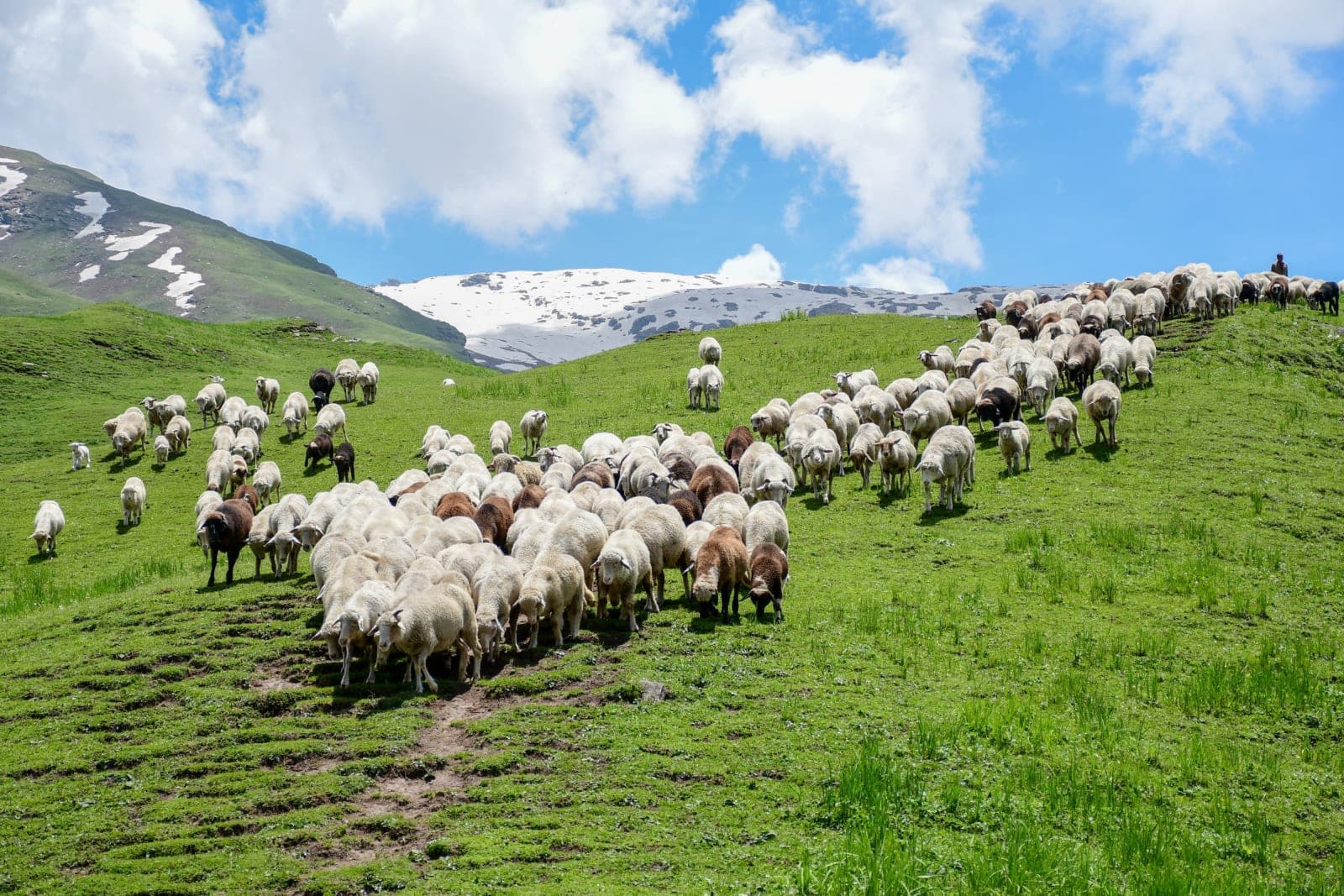 Rola Kholi → Pandu Ropa (3,500 m)