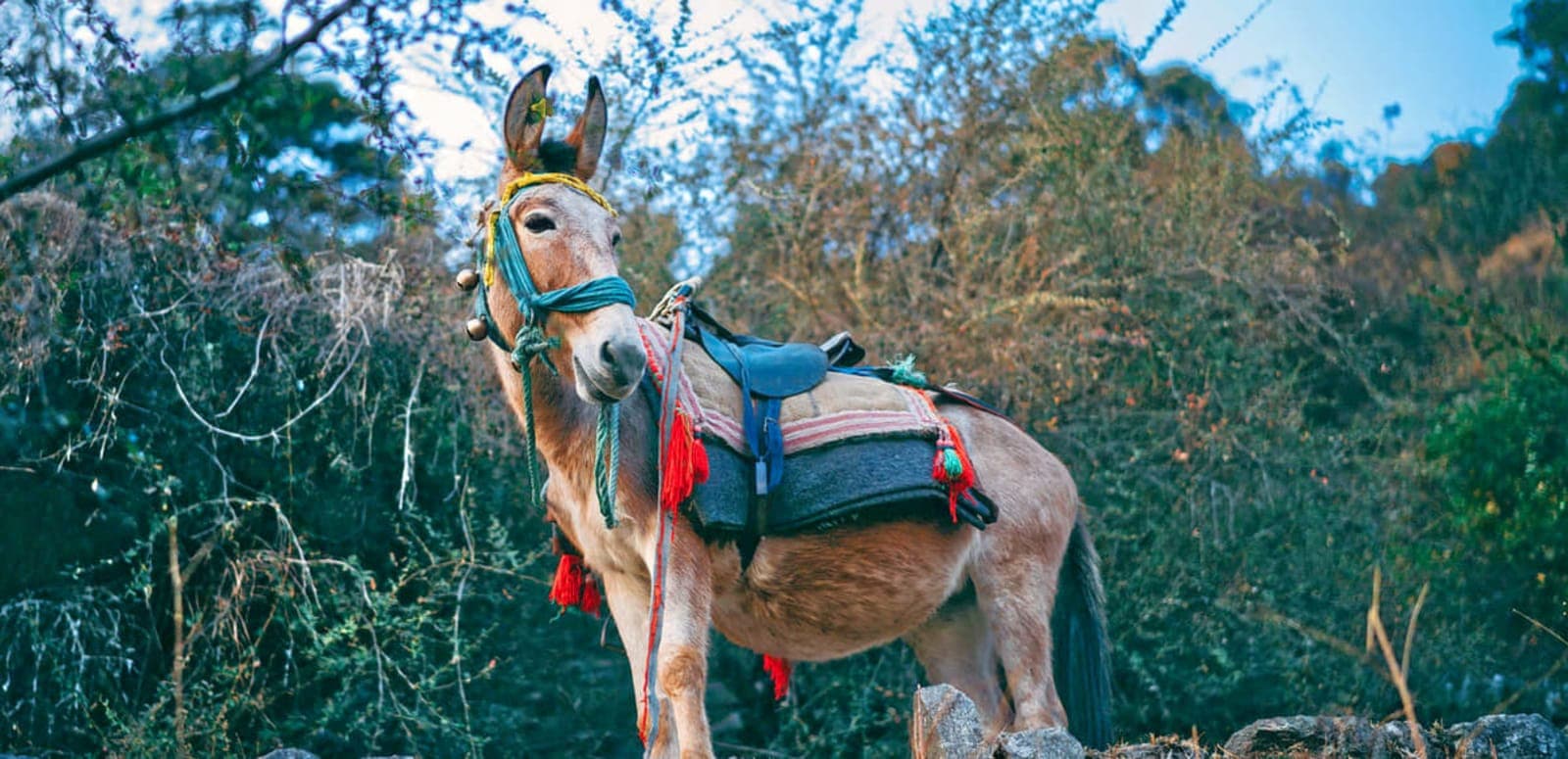 Jalori Pass (3,120m) & Serolsar Lake Trek